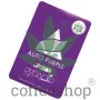 Насіння конопель Auto PURPLE від Pyramid Seeds